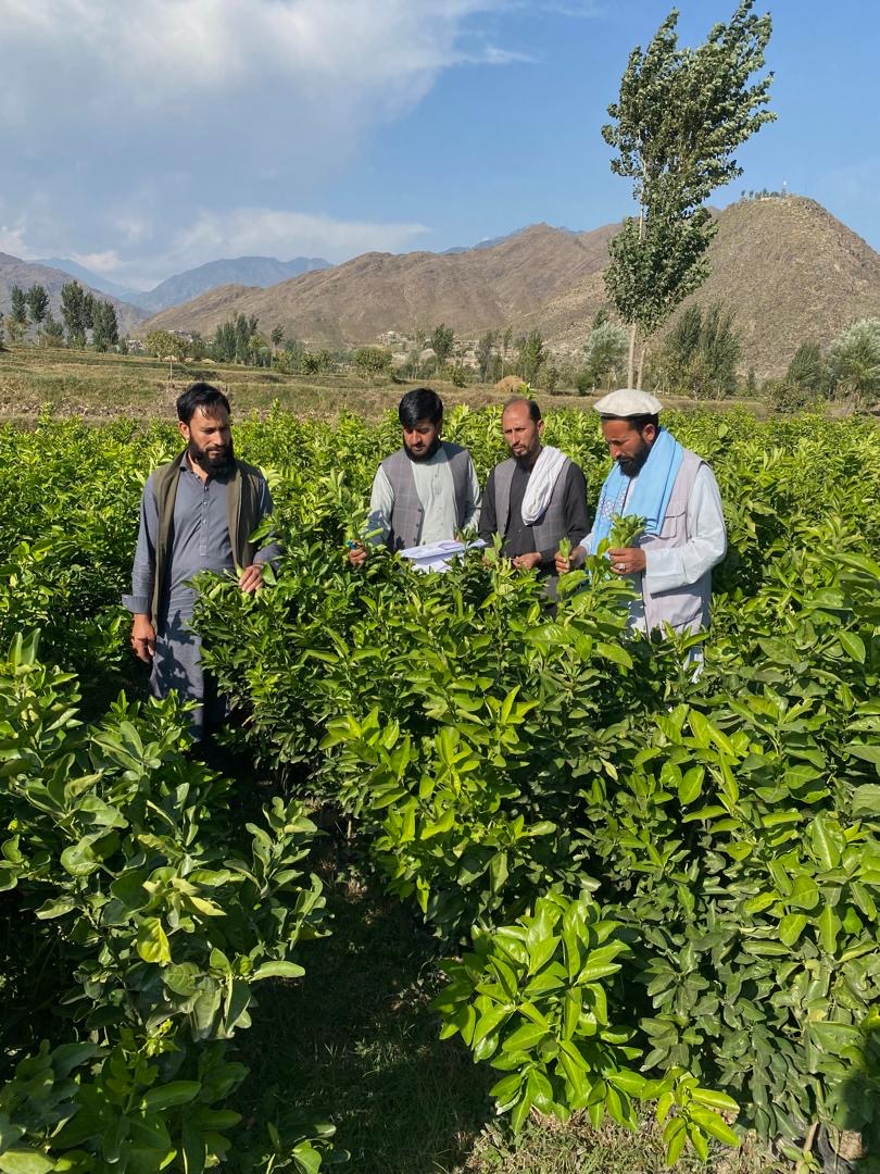 ختیځ کې دمېوو ٣٤ تصدیقي نیالګیو روزنې مرکزونو وروستۍ ارزونه ترسره شوه