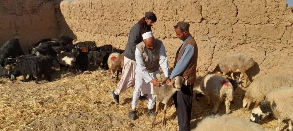 نظارت از روند تطبیق واکسین انتروتوکسیما در پنج قریه ولسوالی زنده‌جان هرات