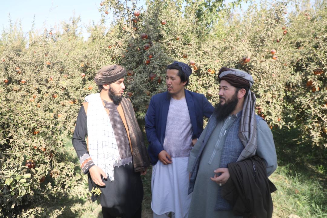 د کرنې وزارت وياند د کندهار د کوهکران څېړنیز فارم څخه ليدنه