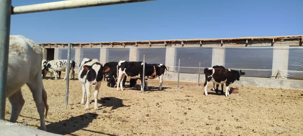 هلمند کې د مالدارۍ سکټور په برخه کې د پانګونې لیوالتیا زیاته شوې