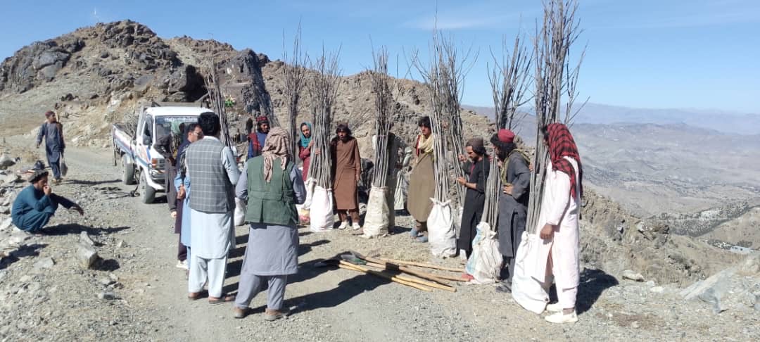 د خوست تڼیو ولسوالی کې د چارمغزو نیالګیو د ځای‌ناستې کمپاین او د ترینچونو د بیا رغونې چارې ترسره شوې