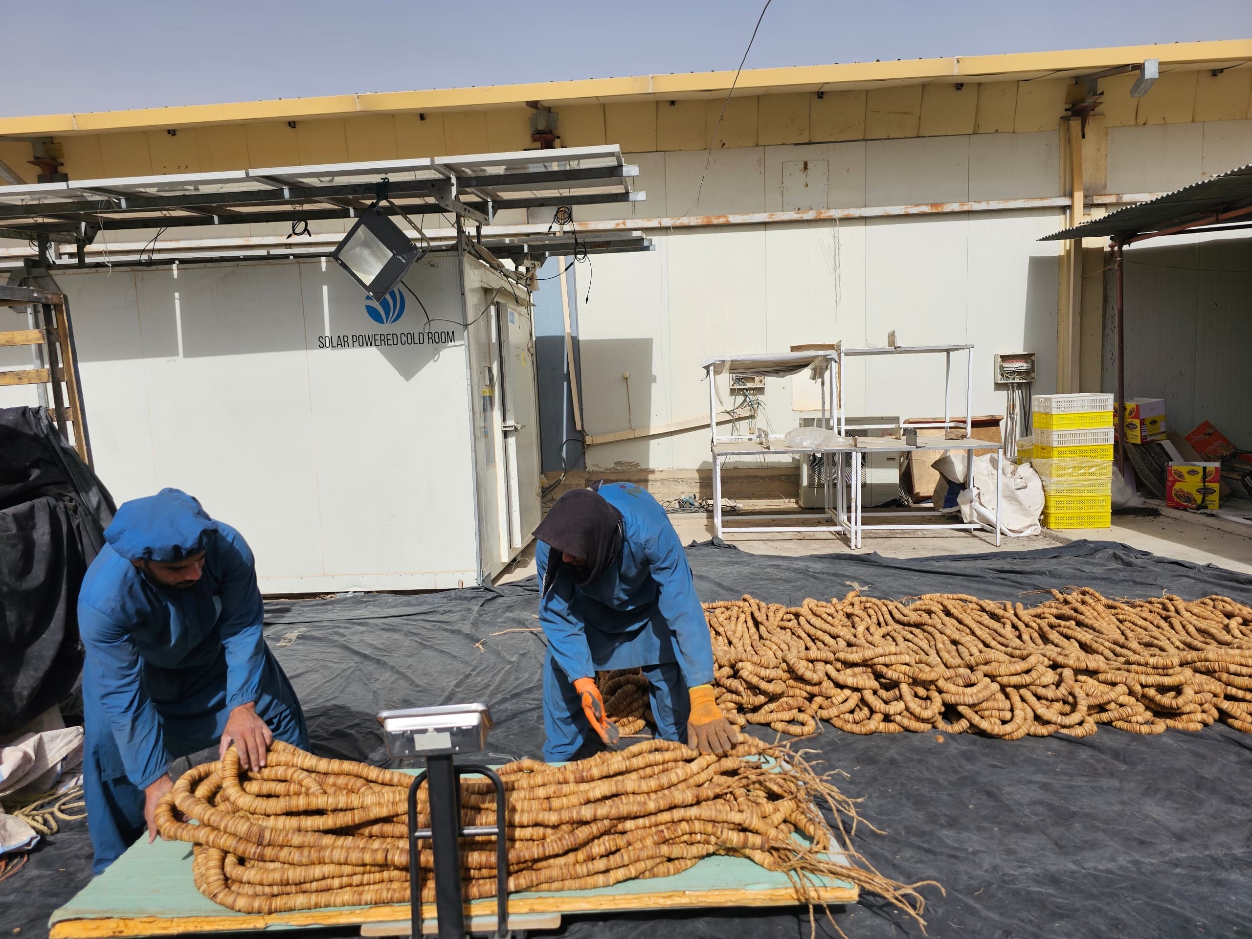 هېواد کې د وچو مېوو د تولید او کیفیت لوړوالی؛ له کندهار څخه صادرات ۵ زره مټریک ټنو ته رسېږي