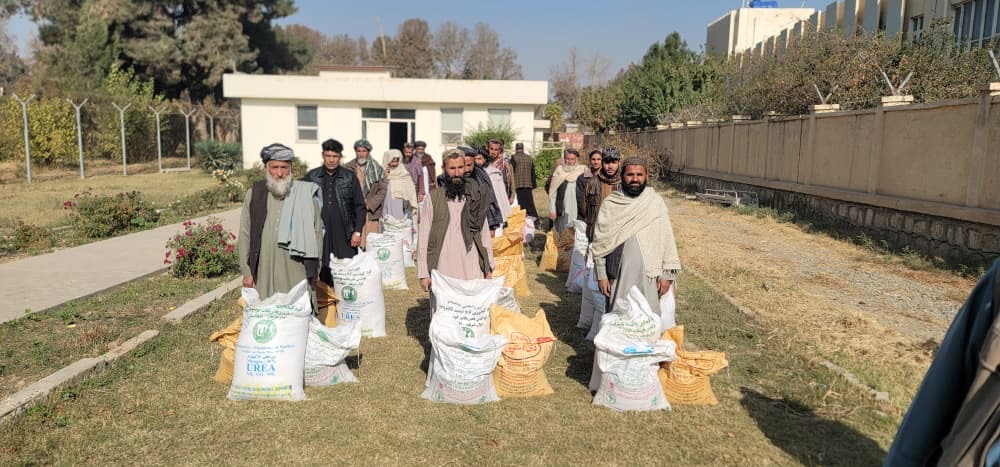 ریاست زراعت، آبیاری و مالداری ولایت کندز برای ۴۰ تن از دهاقین مرکز و برخی ولسوالی‌های این ولایت تخم اصلاح‌شده گندم و کود کیمیاوی توزیع کرده است. این کمک‌ها با هدف افزایش حاصل‌دهی گندم، بهبود مقاومت نباتات در برابر امراض و آفات و تشویق دهاقین به کشت به‌قطار صورت گرفته است.