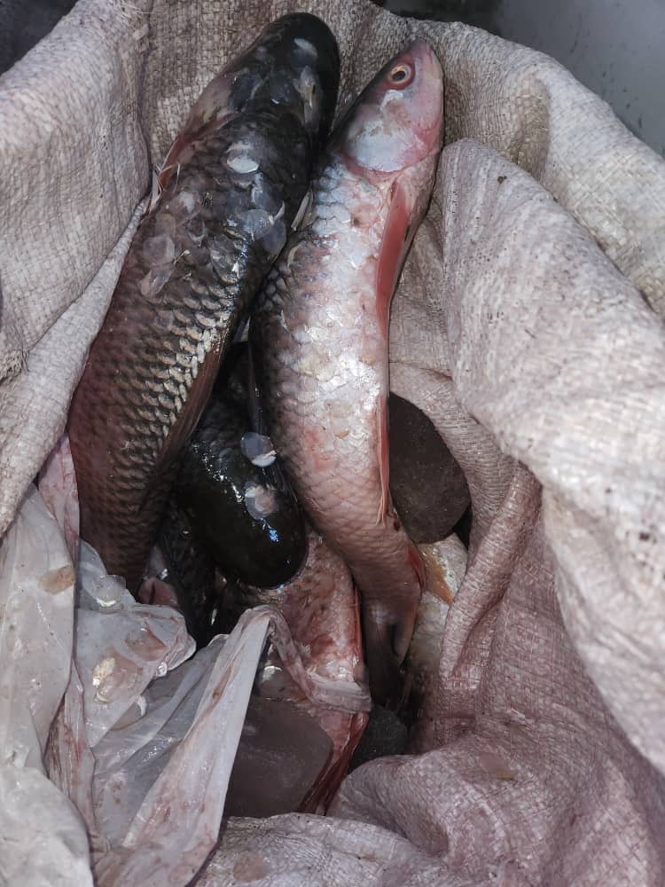 تورخم کې ۵۰۰ کیلو ګرامه قاچاقي د کبانو غوښه ونیول شوه او له منځه یووړل شوه