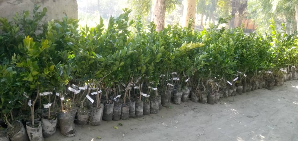 ننګرهار کې د ستروسو او ګیلاسو ١٥٩ جریبه بڼونه بڼوالو ته جوړ شول