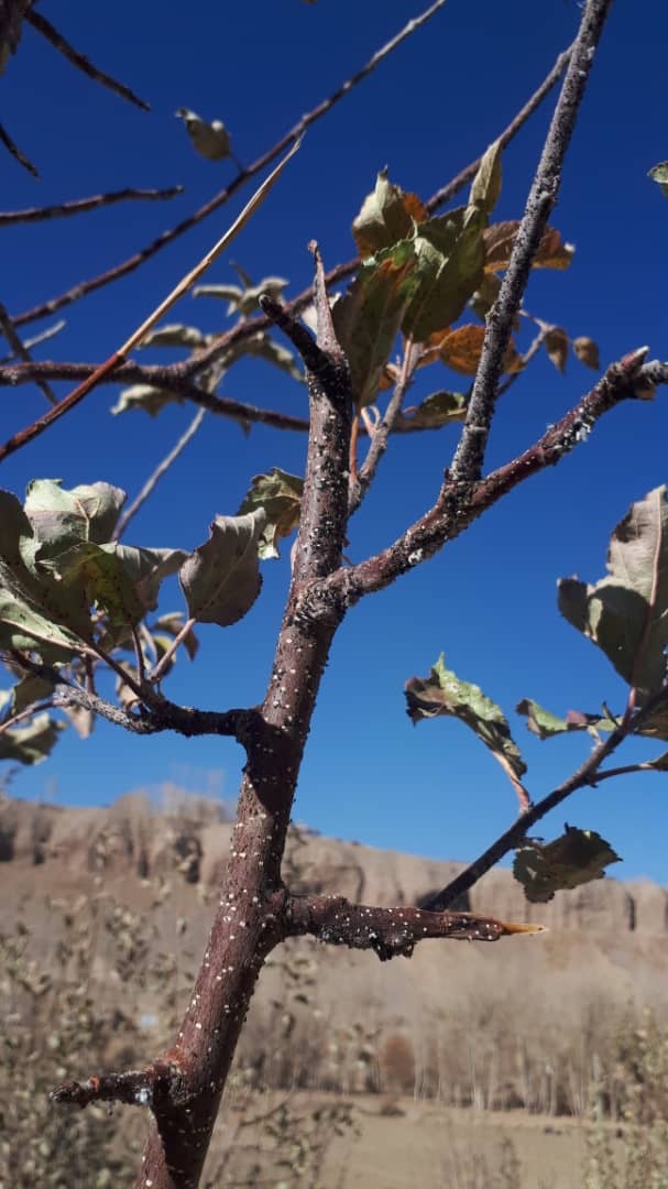 تطبیق پروگرام وقایوی یوریا اسپری در قریه خوال ولایت بامیان