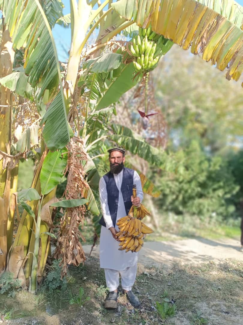 خوست کې د کیلې کرنه؛ یو بزګر د زحمتونو  په درشل کې نوې هیلې را ژوندۍ کوي