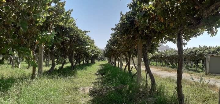 دکندهار و لایت د کوهکران څېړنیز فارم بریالۍ څېړنې