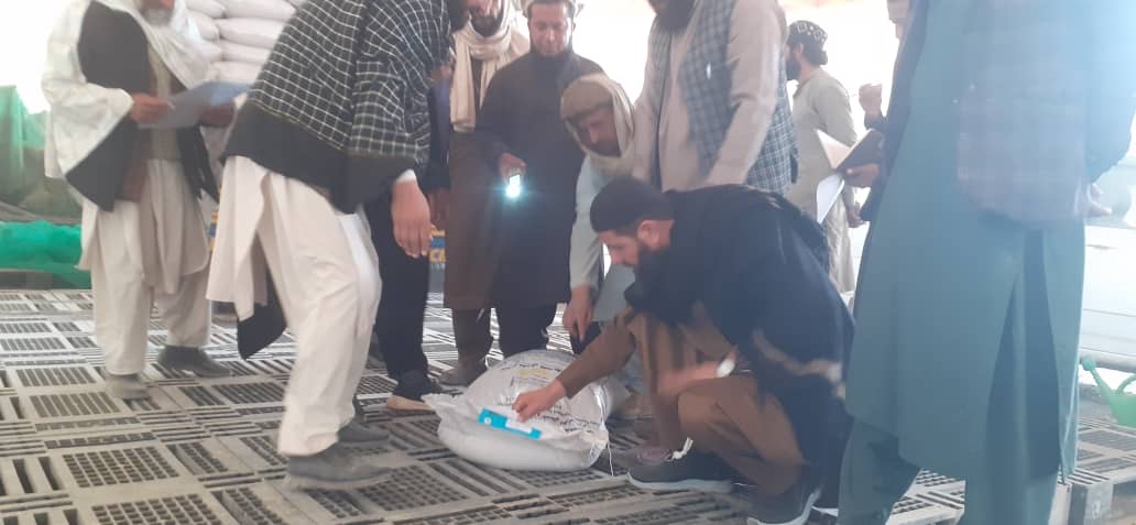 د پکتیکا او نورستان په ولایتونو کې د اصلاح شويو غنمو تخمونو وېش