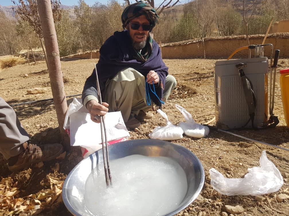 اجرای برنامه یوریا اسپری و آگاهی‌دهی در بخش مدیریت آفات باغی در بامیان