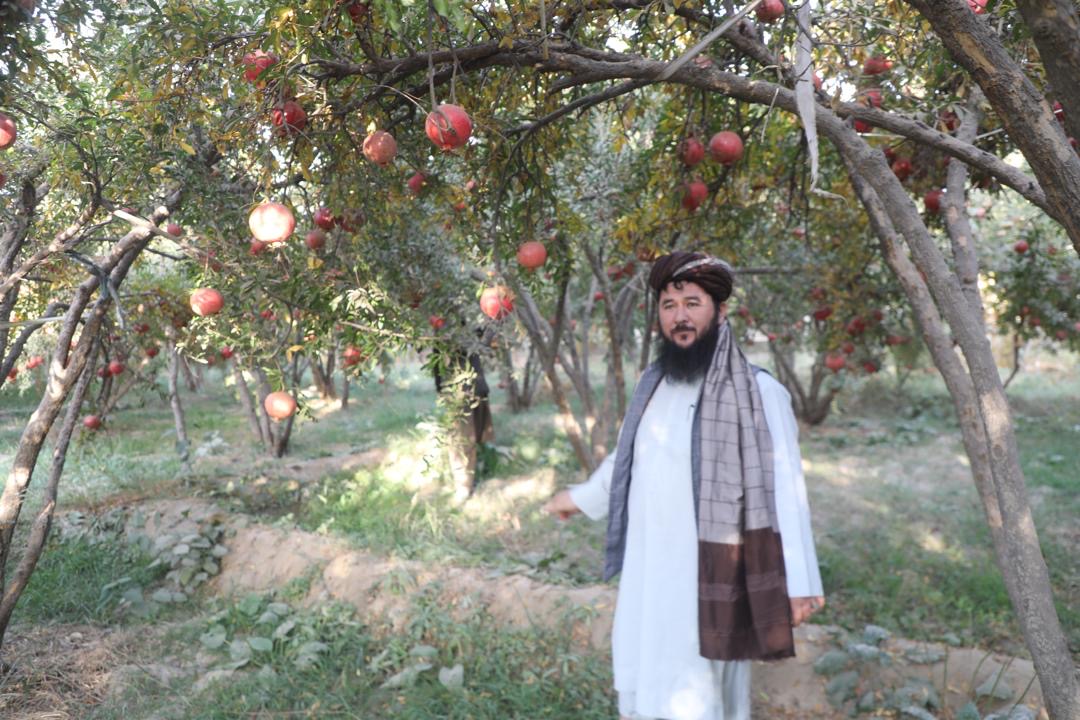 د کرنې وزارت وياند د کندهار ولایت د ارغنداب ولسوالی د انارو بڼونو څخه لیدنه وکړه