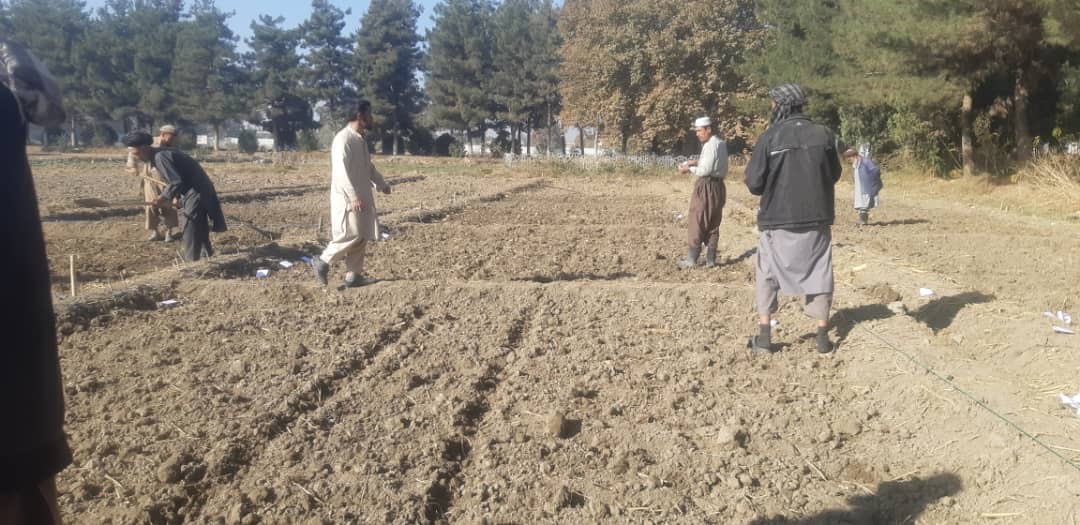 تطبیق قطعات نمایشی گندم به روش کشت خطی در قریه کاریزکلان مرکز تالقان آغاز شد