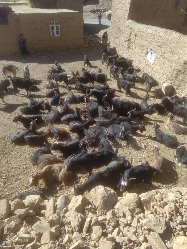 توزیع بزهای شیری برای خانواده‌های مستحق در پنجشیر آغاز شد