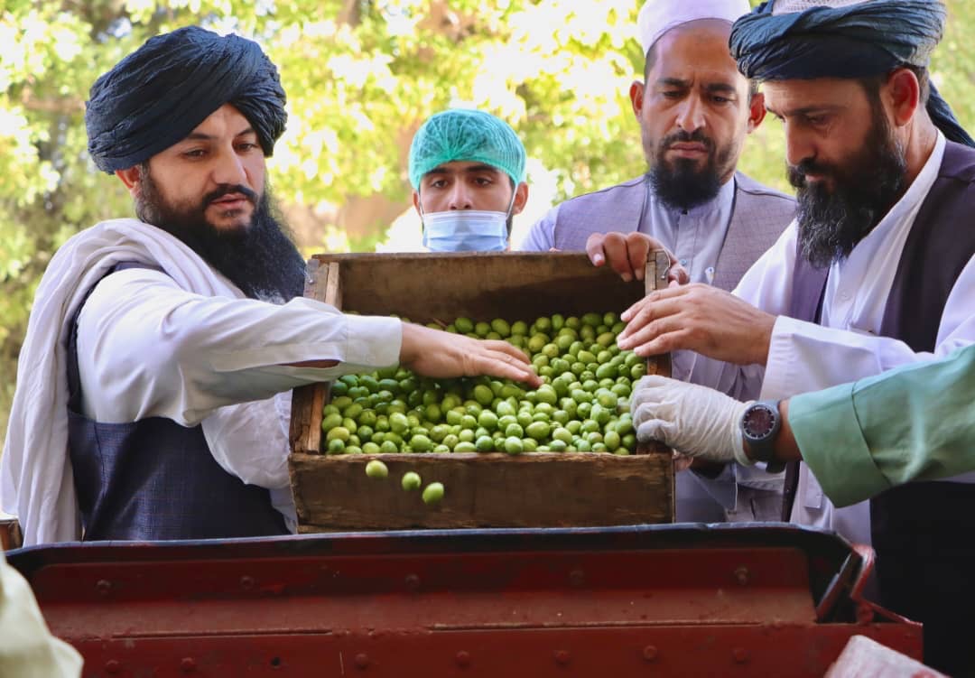د ننګرهار وادي کرنیز شرکت: د زیتون د تېلو تولید ۴۰ سلنه زیات شوی