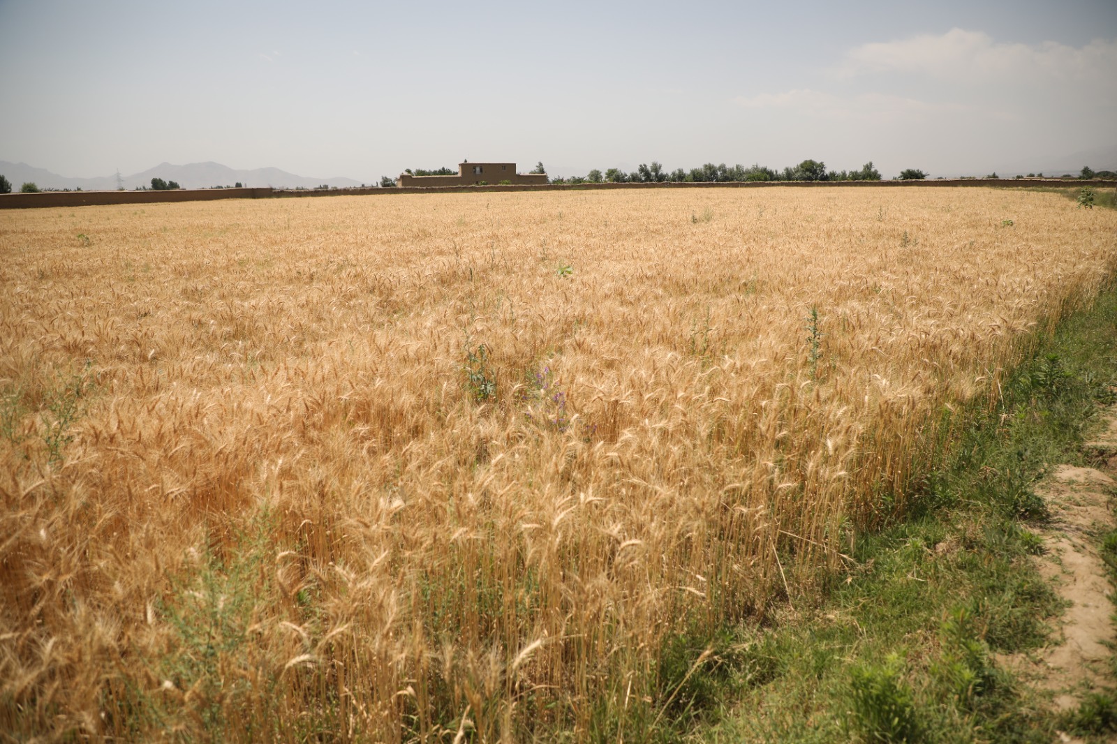 سږ کال په هېواد کې له ۴.۵۴ میلیون مټریک ټنو څخه ډېر غنم تولید شوي 