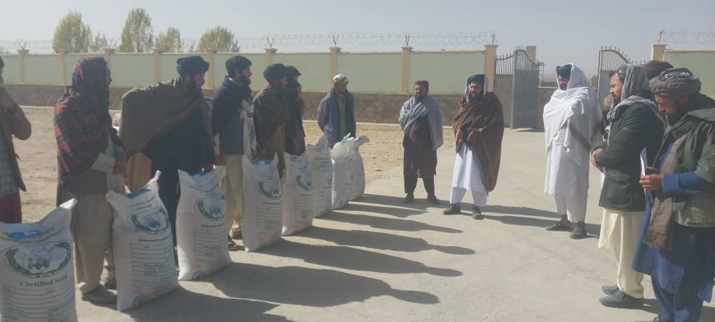 توزیع تخم‌های اصلاح‌شده گندم برای دهاقین در ولایت غور آغاز شد