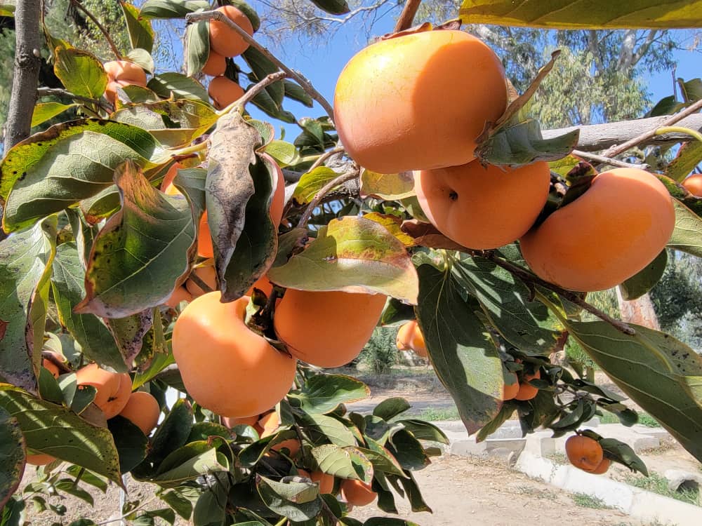 ننګرهار کې د سرو املوکو بڼونه پراخ شوي، سږ کال د څه باندې څلور زره مټریک ټنه حاصل اټکل شوی