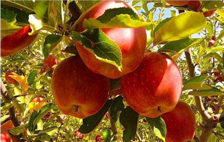 افزایش ۱۲ درصدی حاصلات سیب در ولایت بغلان