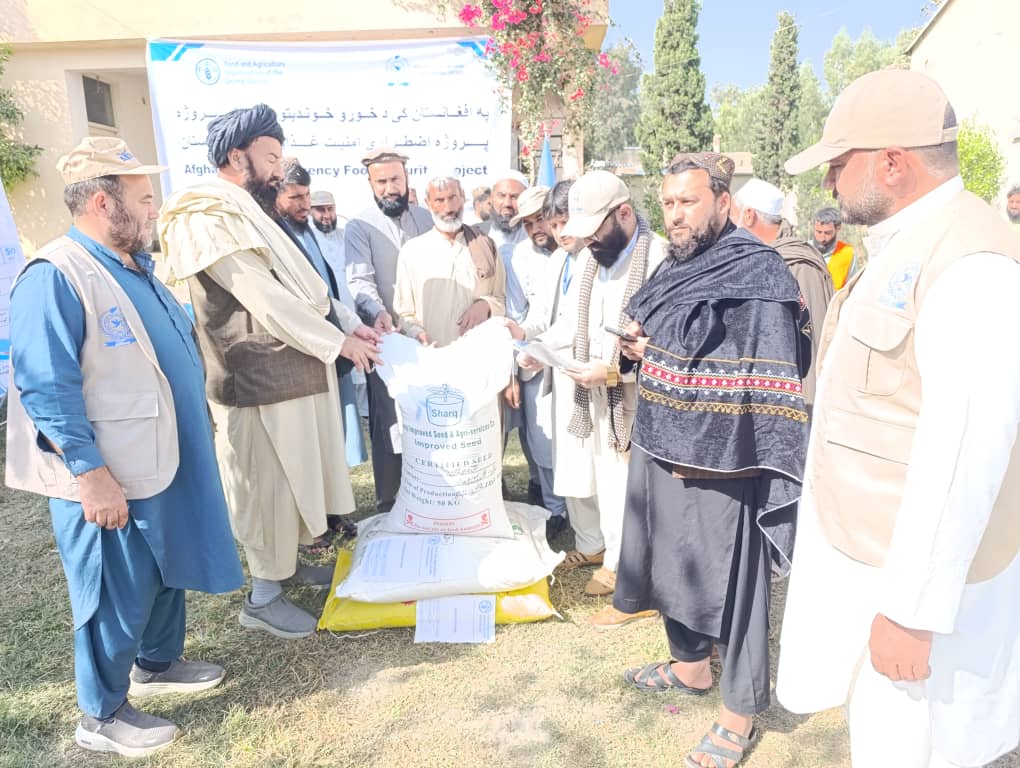 لغمان کې ۱۸۰۰ بزګرانو ته د غنمو اصلاح شوي تخم او کیمیاوي سرو د وېش لړۍ پیل شوه