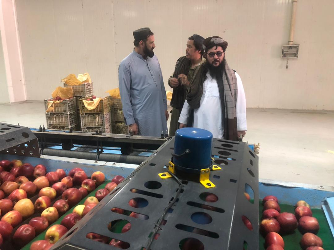 کندهار څخه روسیې ته د ۵۰ متریک ټنه مڼو د صادراتو بهیر پیل شو