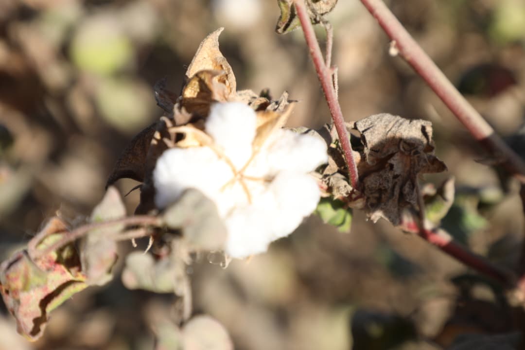 د هلمند بولان څېړنیز فارم؛ د هېواد په سوېل کې د کرنیزو نوښتونو، روزنې او پرمختللو څېړنو مرکز