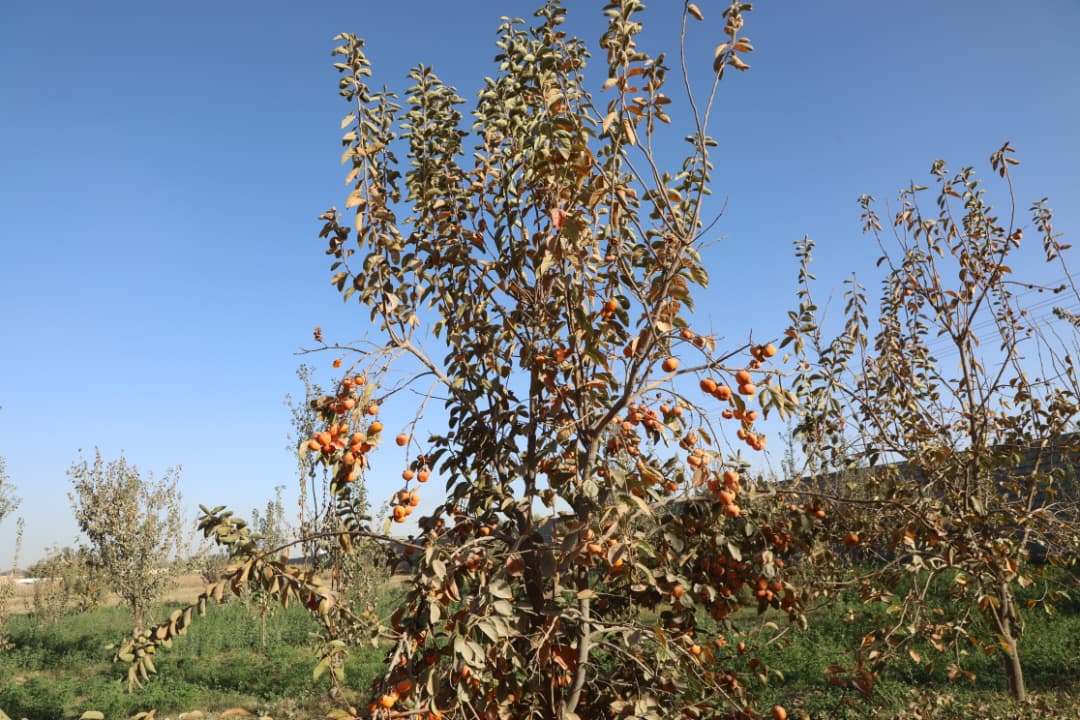 دهلمند ولایت د بولان څېړنیز فارم املوک د انځور په ژبه