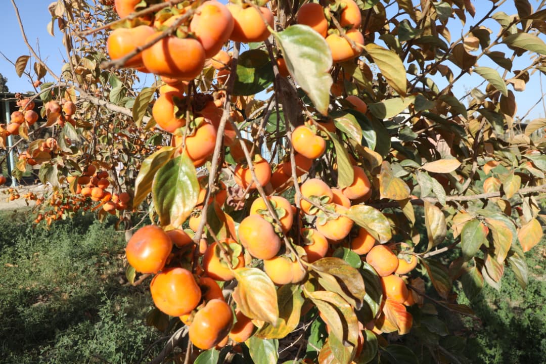 دهلمند ولایت د بولان څېړنیز فارم املوک د انځور په ژبه