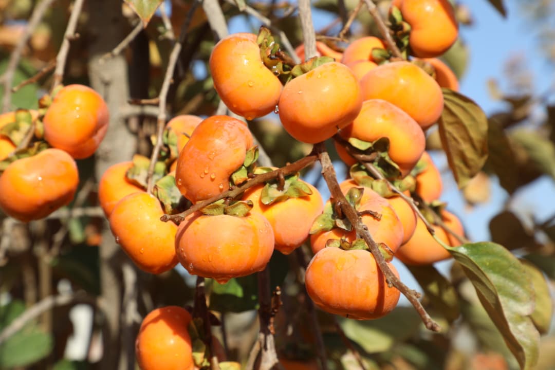 دهلمند ولایت د بولان څېړنیز فارم املوک د انځور په ژبه