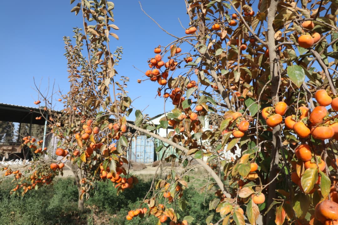 دهلمند ولایت د بولان څېړنیز فارم املوک د انځور په ژبه