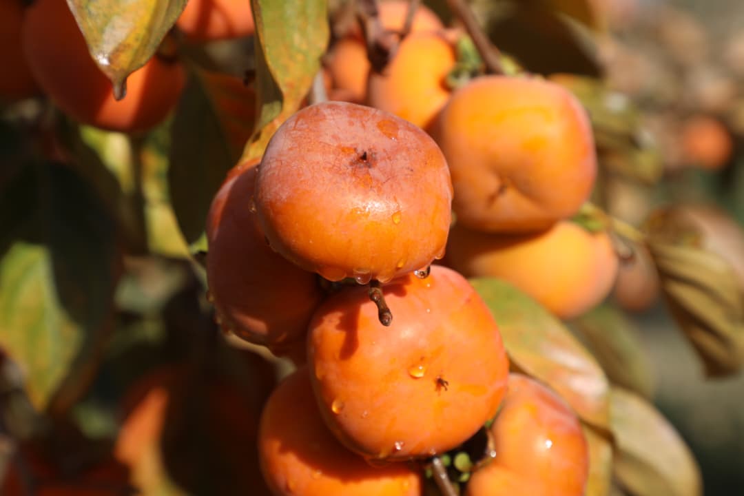 دهلمند ولایت د بولان څېړنیز فارم املوک د انځور په ژبه