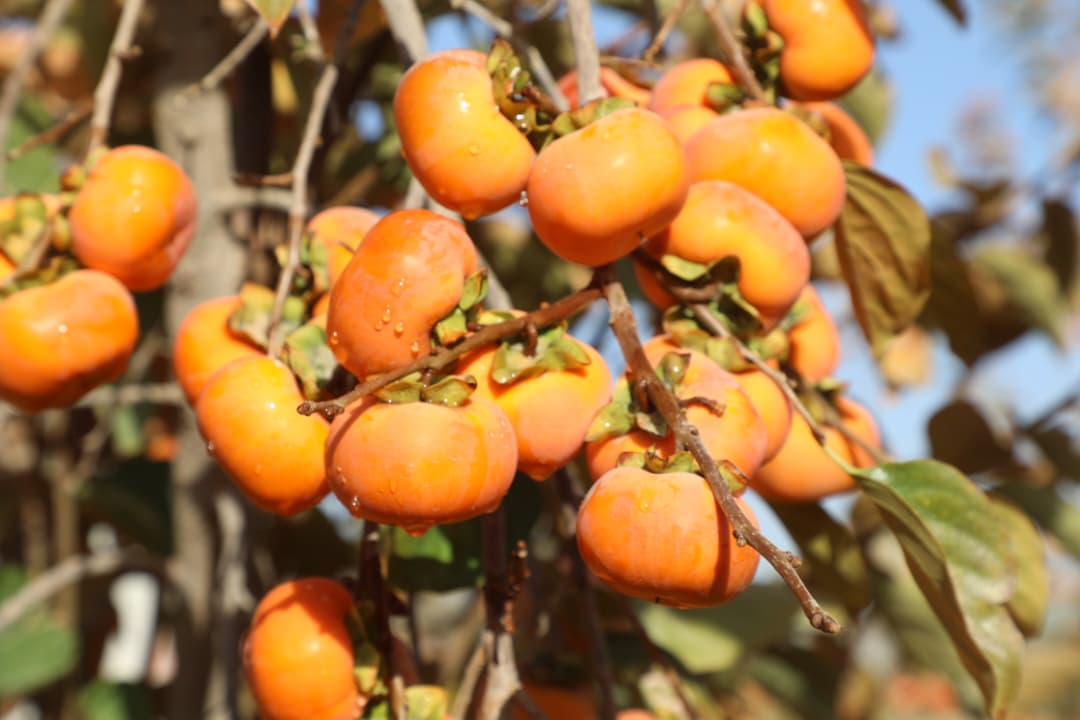 دهلمند ولایت د بولان څېړنیز فارم املوک د انځور په ژبه