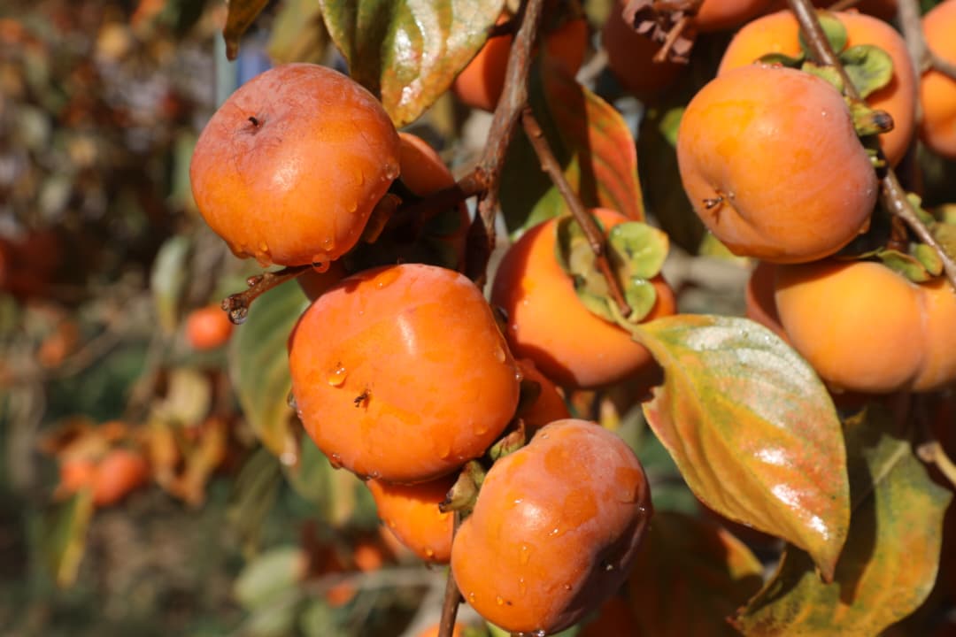 دهلمند ولایت د بولان څېړنیز فارم املوک د انځور په ژبه