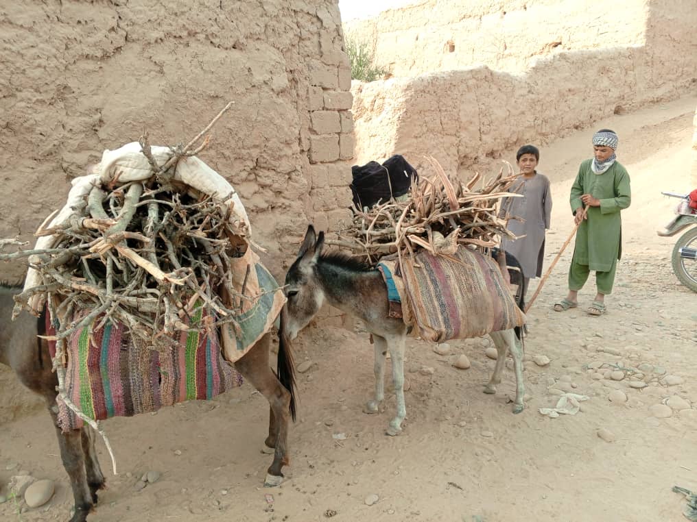 جلوگیری از قطع جنگل‌های پسته در کندز