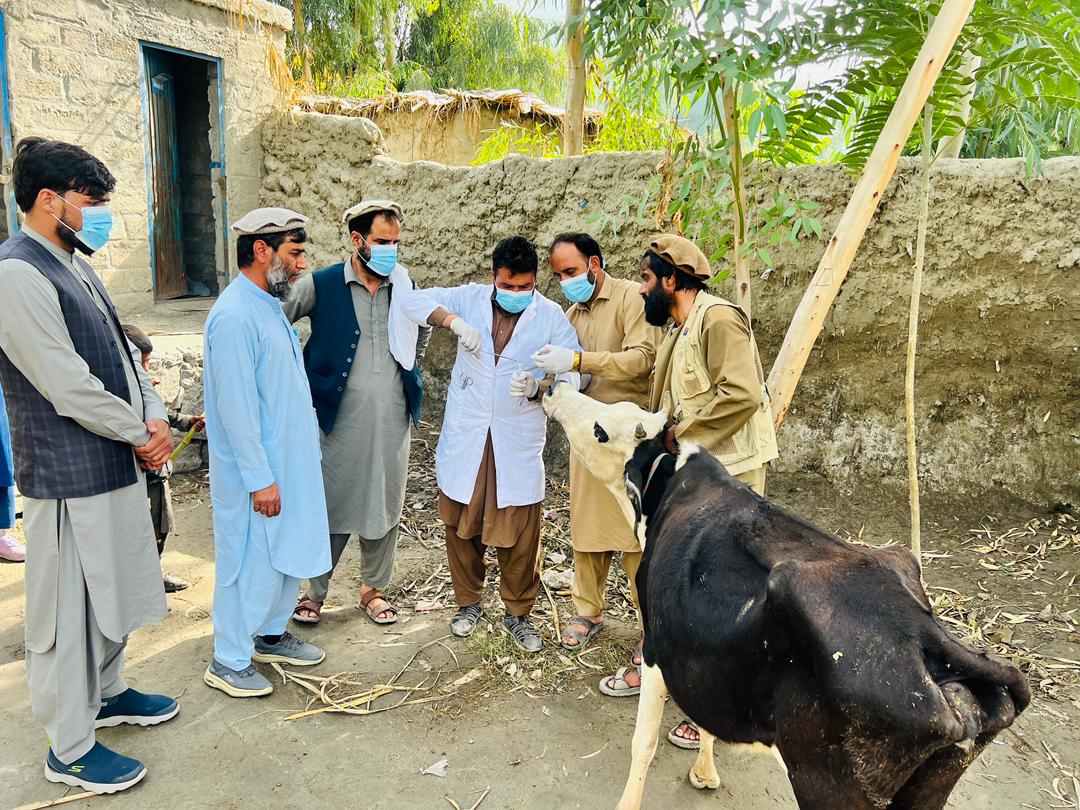 ننګرهار کې د څارویو خوندیتوب په پارهڅې؛ د ناروغیو ۵۰ نمونې واخیستل شوې