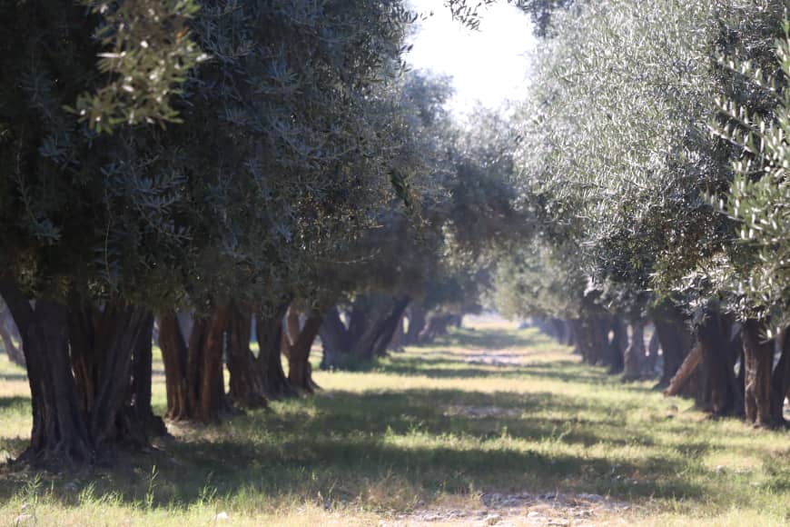 د ننګرهار کانال د زیتونو حاصلاتو د پام وړ زیاتوالی؛ ۱۷۰ ټنه زیتون د پروسس لپاره فابریکې ته لېږل کېږي