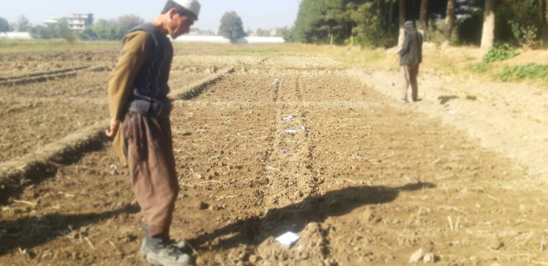 تطبیق دو تجربه تحقیقی گندم به هدف بهبود تولیدات و شناسایی ورایتی‌های مقاوم در ولایت تخار