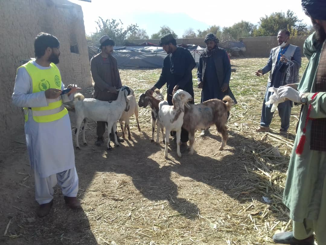 د روزګان چهار چینو ولسوالی کې پر ۱۱۸ اړمنو کورنیو وزې ووېشل شوې