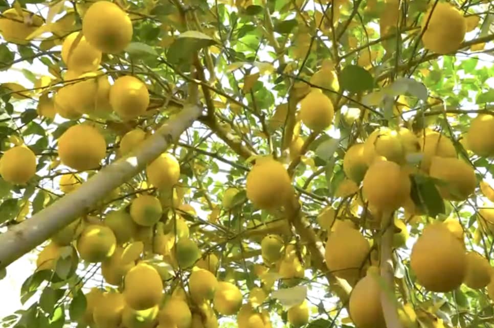 افزایش ۷ درصدی حاصلات لیمو در ولایت تخار