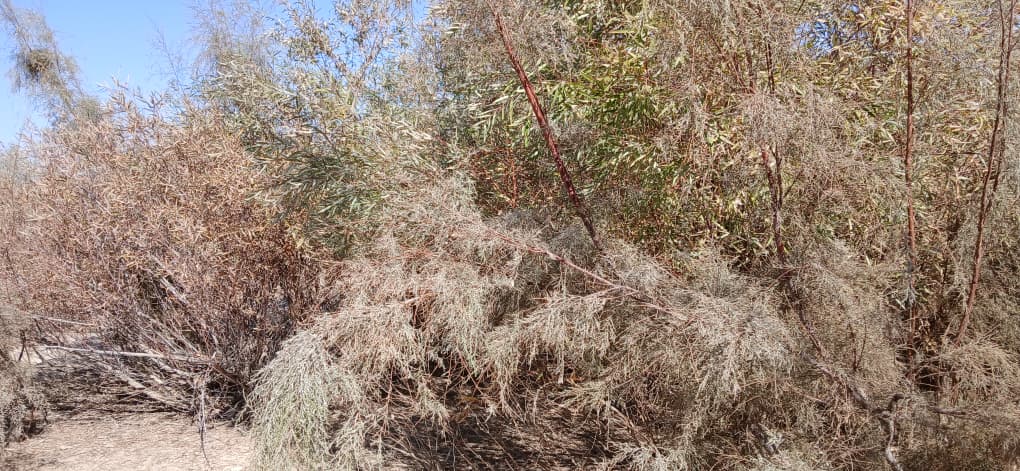 د هلمند درو ولسوالیو کې د قدرتي سرچینو اړوند سروې ترسره شوه