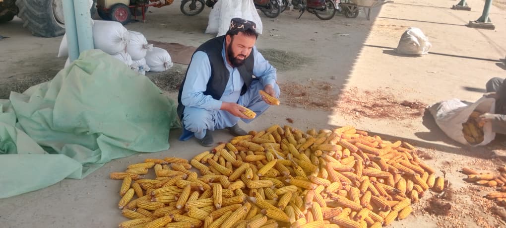 دهلمند بولان څېړنیز فارم کې د غنمو د تجربو او مورني تخمونو د تولید بهیر پیل شو