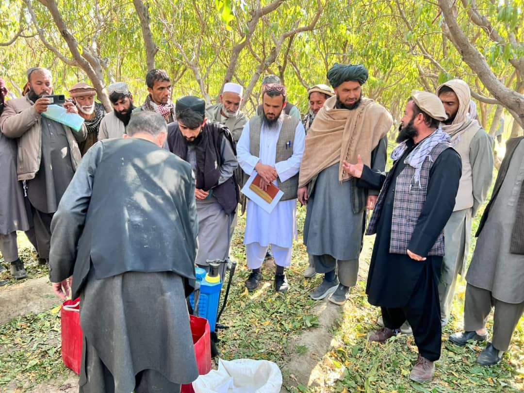 آغاز برنامه خزانی «یوریا اسپری» در ولسوالی جبل‌السراج ولایت پروان