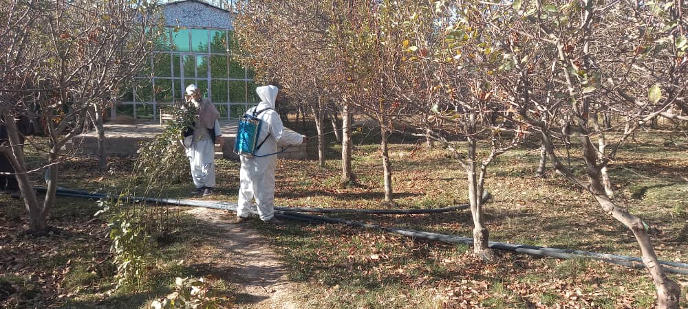 آغاز برنامه یوریا‌سپری برای درختان در چهار ولسوالی تخار به‌منظور کاهش آفات نباتی