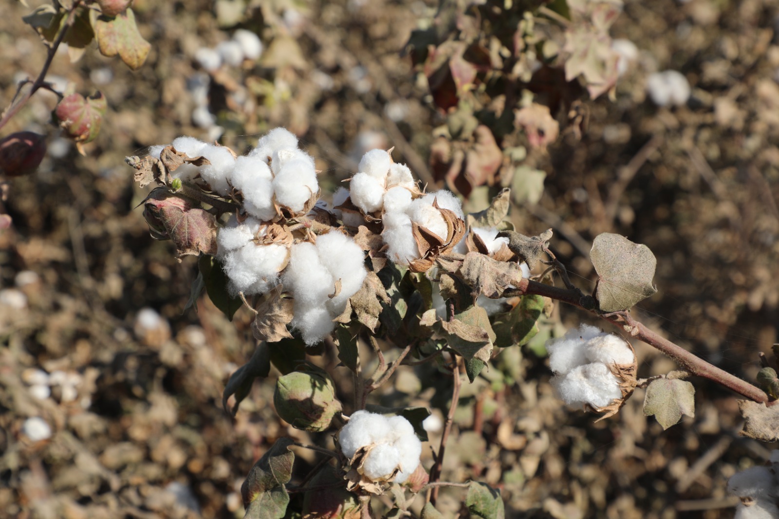 د هلمند په ولایت کې د پنبې د پروسس له فابریکو څخه د کرنې وزارت د ویاند لیدنه