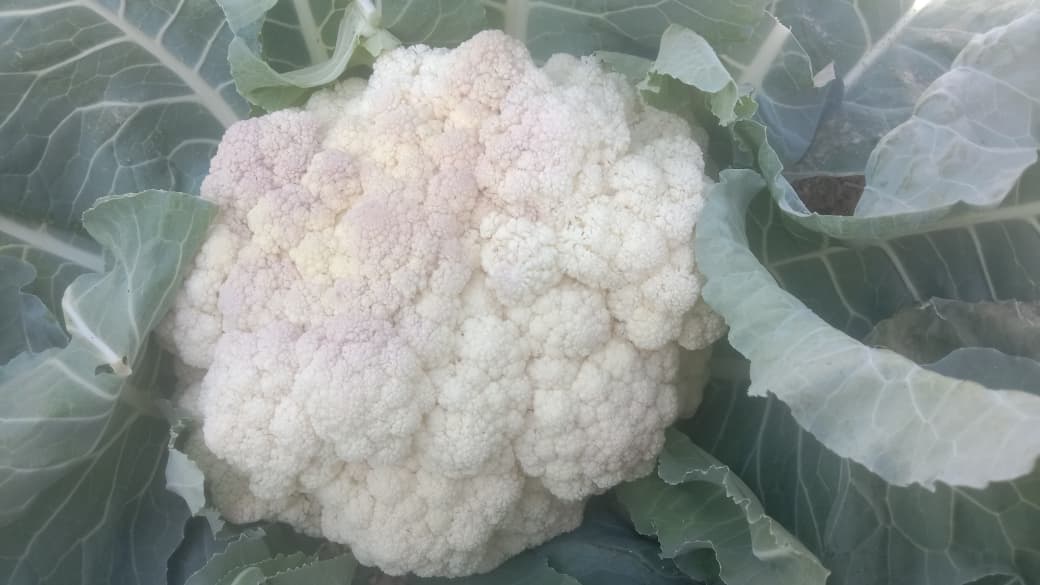 هلمند کې یوشمېر کروندګرو ته د ګلپي نبات د ساتنې او افاتو د مخنیوي روزنه ورکړل شوه