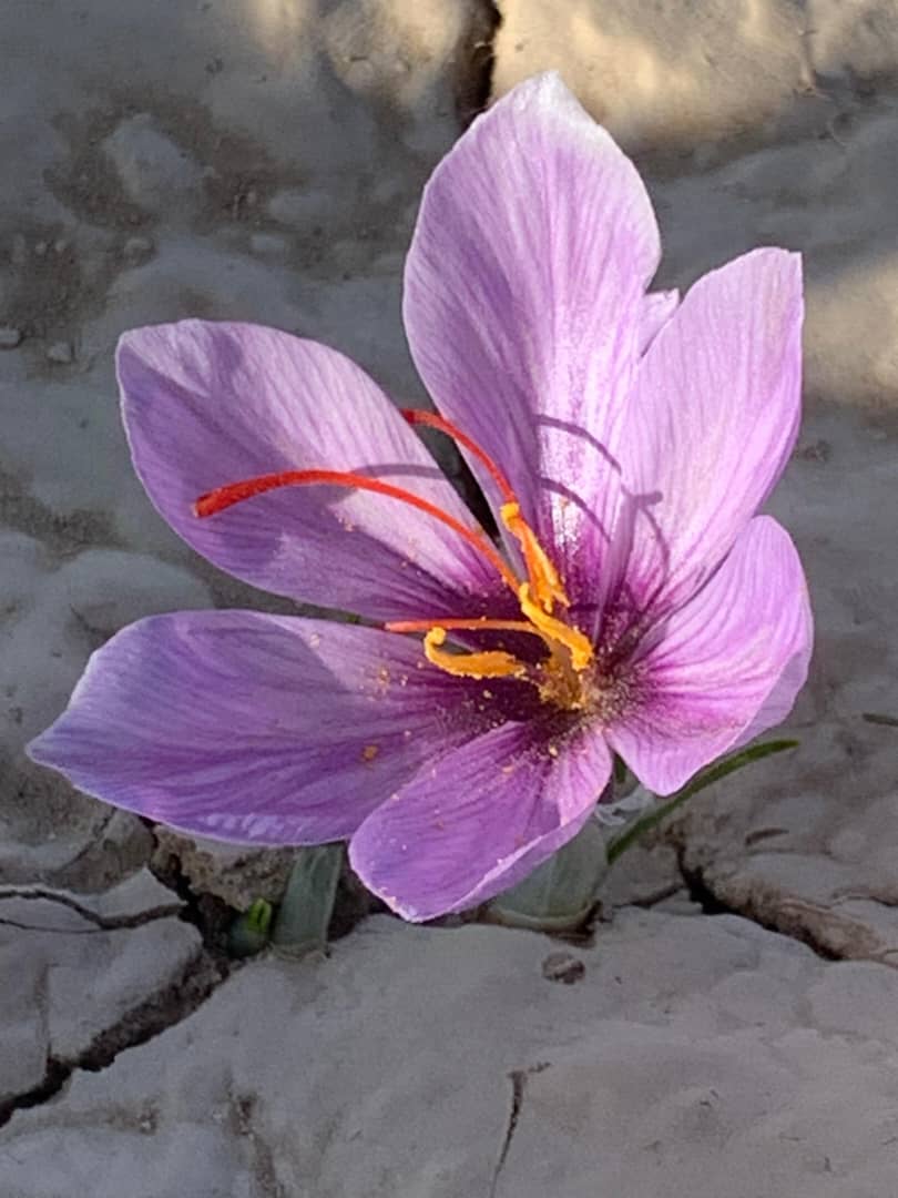 کندهار کې لسګونه بزګران د زعفران ګل راټولولو په برخه کې ورزول شول