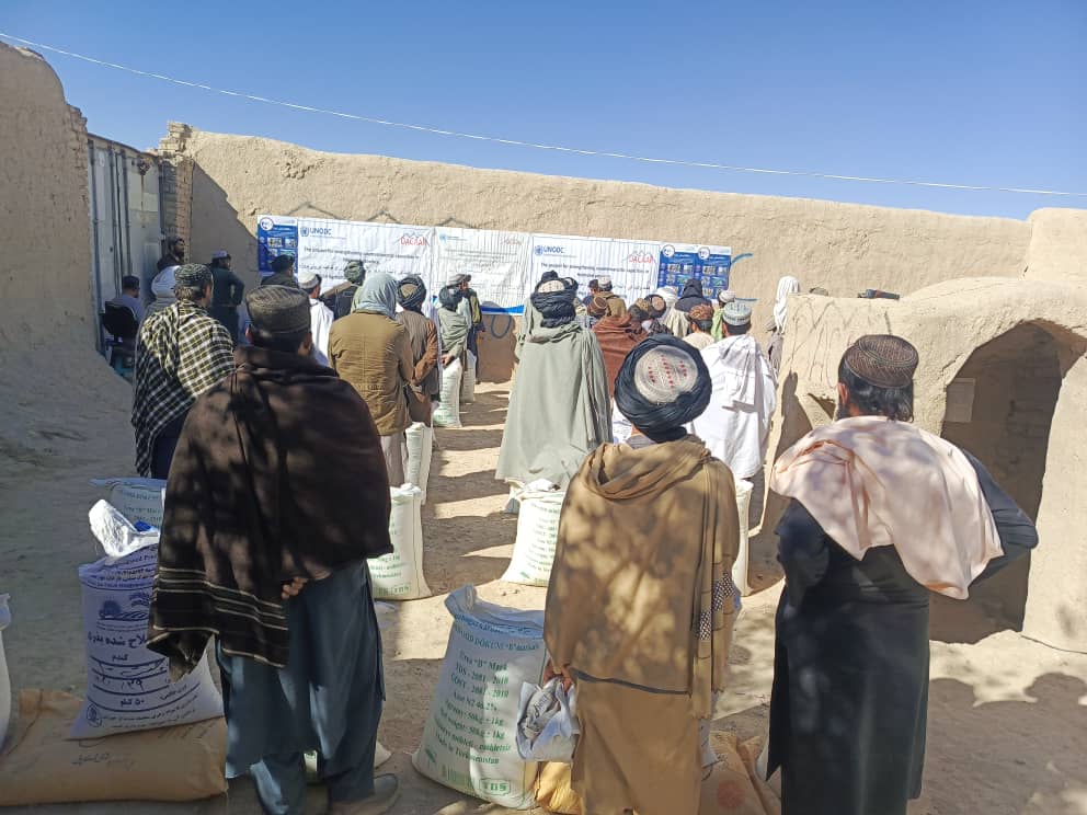 د هلمند نوزاد کې پر ۲۲۰ مستحقو بزګرانو د غنمو اصلاح شوي تخمونه او کیمیاوي سرې ووېشل شوې