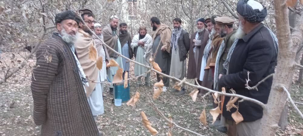 آموزش عملی یوریاسپری برای باغداران ولسوالی ورسج تخار