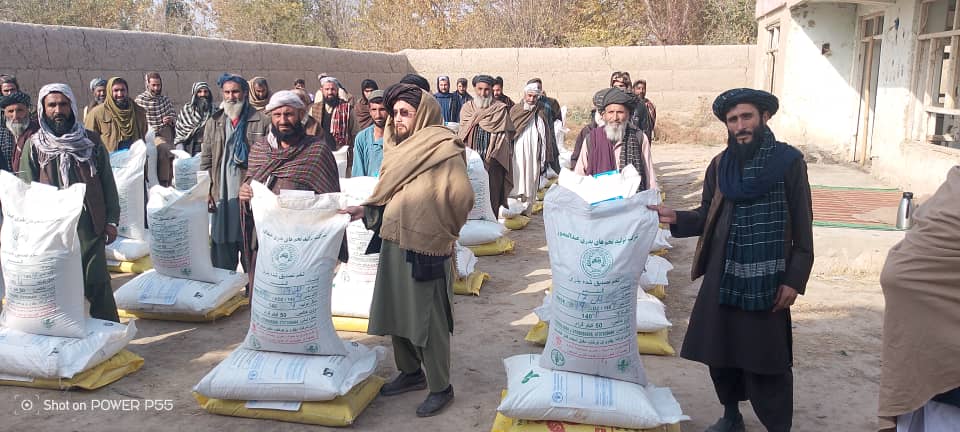 در ولسوالی دشت ارچی کندز بر صدها دهقان تخم اصلاح‌شده گندم و کود کیمیاوی توزیع شد