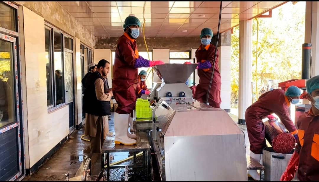 کندهار کې د ۲ میلیونه افغانیو په ارزښت د انارو د پروسس ستره کارخونه پرانیستل شوه