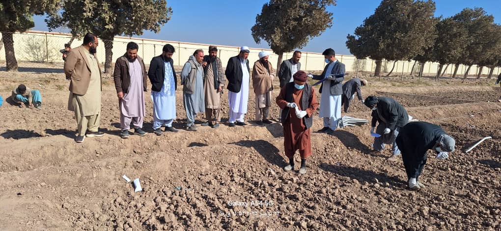 آغاز روند دیزاین و کاشت لاین‌های اصلاحی و تجربی گندم در فارم تحقیقات زراعتی اردوخان هرات
